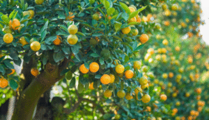 راهنمای کامل انتخاب بذر مناسب