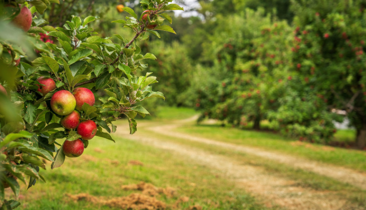 کودهای رویشی و تاثیر آن‌ها بر رشد گیاهان