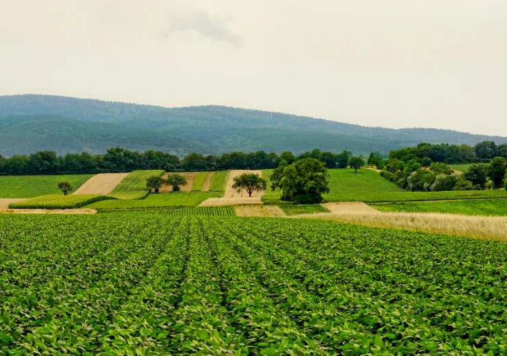 استفاده از سموم علف‌کش