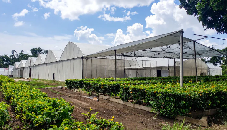 ۱۰ کود ضروری برای افزایش باردهی محصول