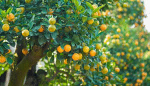 راهنمای کامل انتخاب بذر مناسب