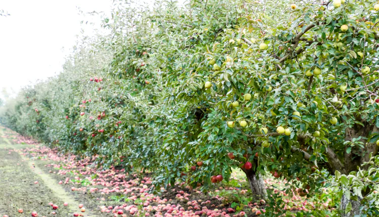 کودهای رویشی و تاثیر آنها بر رشد گیاهان