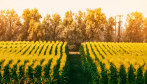 بهترین روش‌های نشا کاری بذر صیفی‌جات