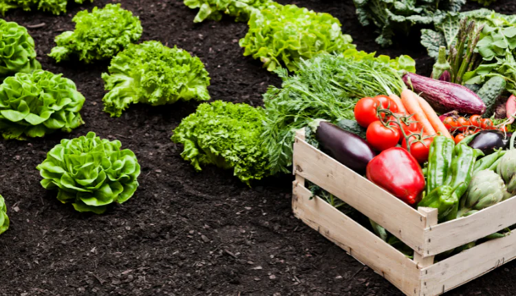 چگونه بذر صیفی‌جات هیبرید (F1) را در گلخانه کشت کنیم؟